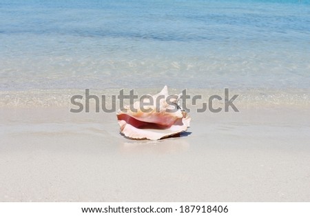 Conch shell on sand tropical paradise beach with sea waves stock photo, stock, photograph, image, picture 