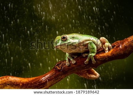 White's Tree Frog (Litoria caerulea) in the rain - closeup with selective focus Royalty-Free Stock Photo #1879189642