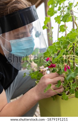 Close up, side view of a man trying to smell a flower through several layers of safety covid protections, included a face mask and a plastic visor.