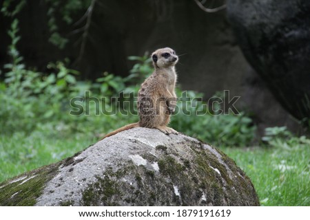 A cute little Meerkat in its natural habitat on a blurry background