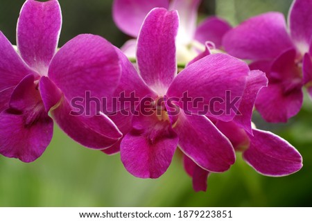 Close-up of fuchsia colored orchids (in August) of the Orchid House collection of the Royal Botanical Gardens, Peradeniya, Sri Lanka.  