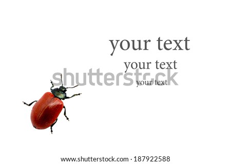 Leaf beetle on a white background. Space for text