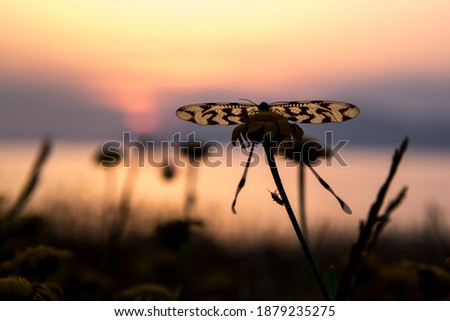 Silhouette of butterfly with long wings (tails) sitting on the flower at the background of sunset above the sea; evening sun reflects at water surface