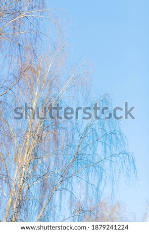 Thin branches of a birch without leaves, against a blue sky, winter, at sunset in Russia.