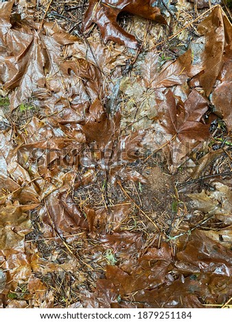 Wet brown leaves on the forest floor
