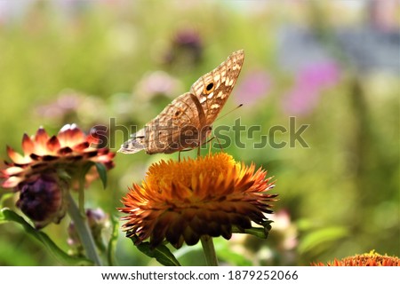 beautiful butterfly landing on blooming yellow flower on blurry flower bed background