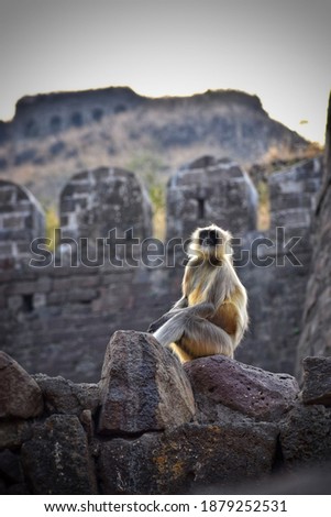 Photogenic Indian monkey portrait looking ahead. Scenic langoor.
