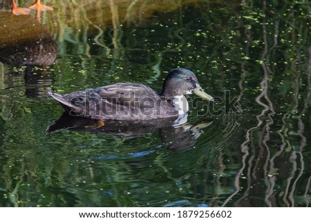The female mallard is sitting on the water. High quality photo