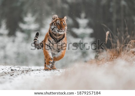 Siberian tiger (female, Panthera tigris altaica) running against the camera. Front view, action shot. A dangerous beast in its natural habitat. In the forest in winter, it is snow and cold. Royalty-Free Stock Photo #1879257184