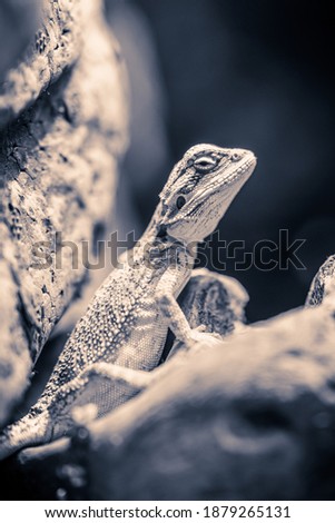 close-up of a small bearded dragon standing on a branch in a vivarium. black and white photography.
