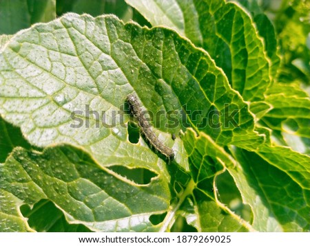The cotton bollworm, corn earworm, or Old World bollworm is a moth.Caterpillars are the larval stage of members of the order Lepidoptera. Helicoverpa zea, commonly known as the corn earworm. Insect... Royalty-Free Stock Photo #1879269025
