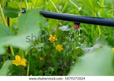 Cucumber growing in garden. Drip auto-irrigation of cucumbers. Growing vegetables in the garden bed. Gardening farming. Industry is a glass house. Organic green leaves Royalty-Free Stock Photo #1879271824