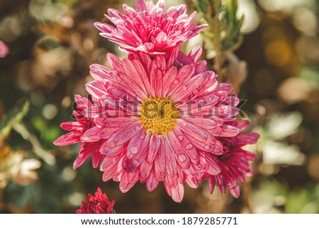 Beautiful pink violet chrysanthemum in the garden. Sunny day, shall depth of the field. Floral background