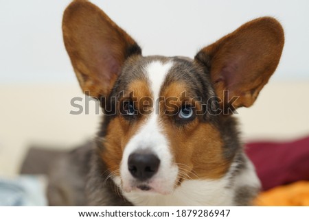 Cute cardigan welsh corgi on a fluffy bed with pillows