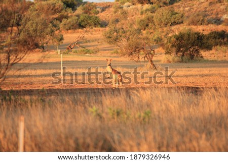 Red Kangaroo in a dry Western Australia landscape at sunset