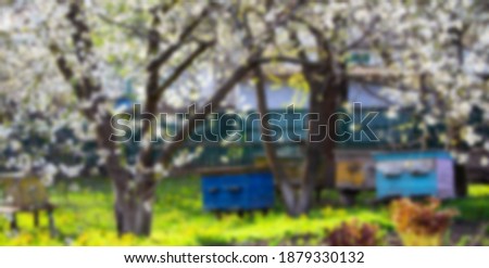 Blossoming garden with apiary. Bees spring under the flowering trees of apple trees. Red tulips on the background of hives. Soft focus. Blured pictures.