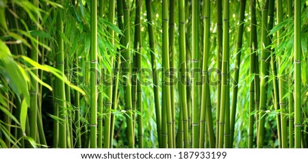 Bamboo Royalty-Free Stock Photo #187933199