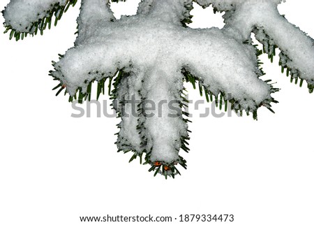 Fir branch in the snow - closeup of a fir branch isolated on a white background - Nordmann Fir (Abies nordmanniana)