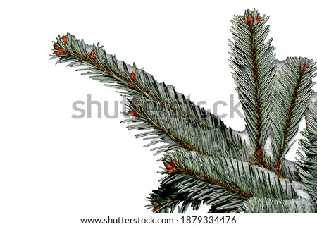 Distinctive fir twig directed to the left - close-up of a fir twig covered with snow, on a white background – abstraction - Nordmann Fir (Abies nordmanniana)