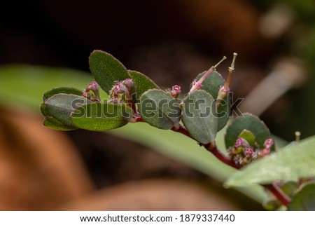 Flowers and Fruits of the Prostrate Sandmat Plant of the species Euphorbia prostrata Royalty-Free Stock Photo #1879337440