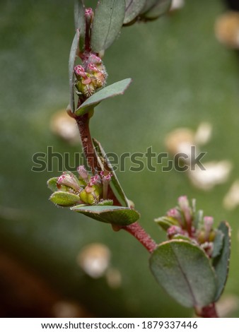 Flowers and Fruits of the Prostrate Sandmat Plant of the species Euphorbia prostrata Royalty-Free Stock Photo #1879337446