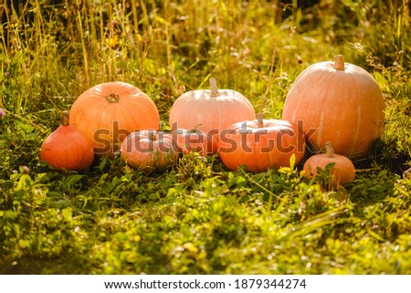 Pumpkins on the grass in the sun. Autumn harvest of vegetables. Fall october scene