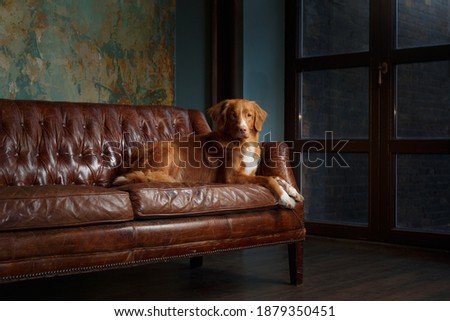 dog in the interior of the loft. Nova Scotia Duck Tolling Retriever lying on a chair