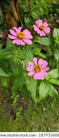 Very pretty pink zenia flower with green leaves