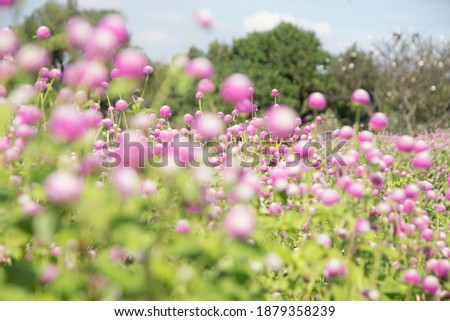 blur picture and vintage style Globe amaranth or Bachelor Button or Gomphrena globosa in the garden for wallpaper or backgrpund with copy space