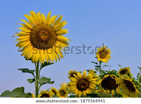 Bright yellow sunflower fields blooming in the morning sunlight against a bright blue background. Scientific name Helianthus annuus is a herbaceous plant. Short-lived,it is popular to decorate in park