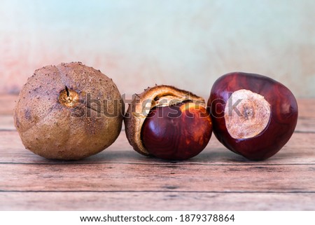 Buckeye Chestnut. shown the development from shell. Autumn or fall scene