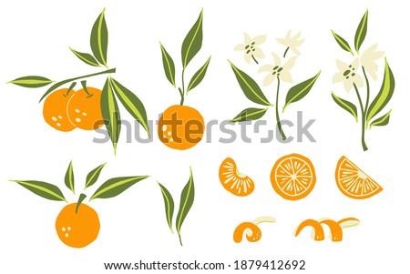 Oranges set. Exotic tropical orange citrus fresh fruit, whole juicy tangerine with green leaves and flowers, slice and orange peel, vector cartoon minimalistic style isolated illustration Royalty-Free Stock Photo #1879412692