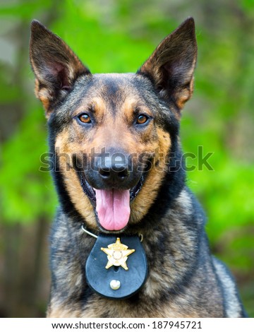 Portrait of working police dog Royalty-Free Stock Photo #187945721