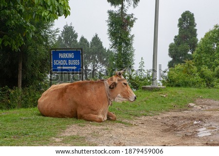 Cow lies at the school bus stop
