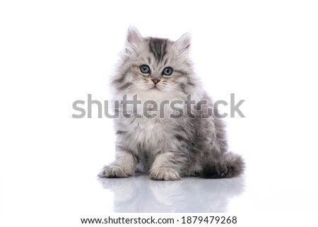 Cute persian kitten sitting and looking at camera on white background isolated