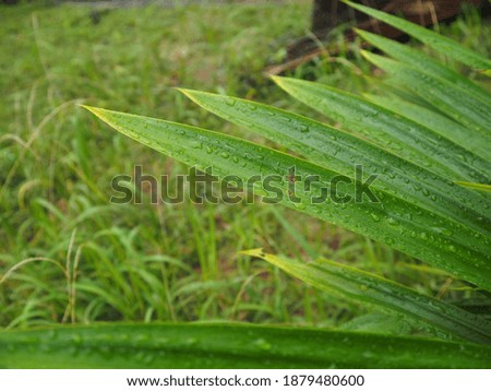 The picture of grass after the rain