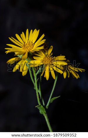 a close-up photo of beautiful 
 dandelion flowers blooming in the middle of the Israeli winter