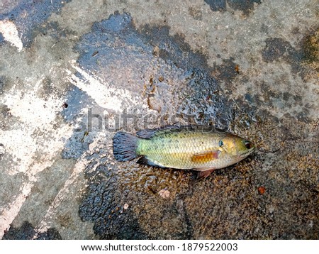 this pic show a freshwater fish on concreate background