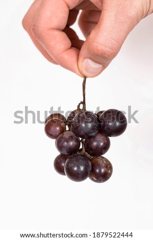 Branch of blue grapes in hand. Isolated on a white background.