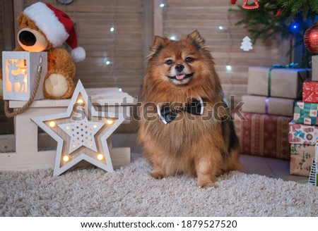 funny German Spitz dog in a bow tie near the Christmas tree. Christmas and New Year concept
