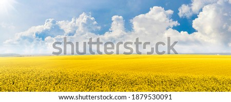 Yellow rapeseed field in the field and picturesque sky with white clouds Royalty-Free Stock Photo #1879530091
