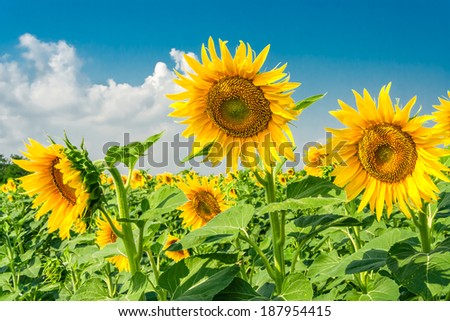 Sunny sunflowers in the summer day on a background of blue sky