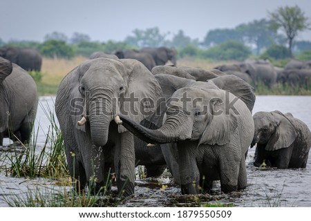 African bush elephant (Loxodonta africana) herd drinking at a waterhole. Selinda. Okavango Delta. Botswana
