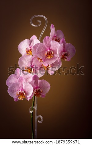 Elegant  blooming spotted pink orchid phalaenopsis called Manhattan on dark brown background . Home and garden interior flowers