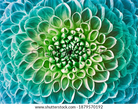 Dahlia turquoise-green flower.  Macro.  Nature. Royalty-Free Stock Photo #1879570192