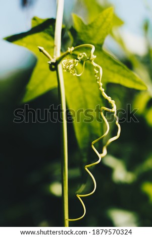 Selective focus on tendril of a climber. Botanical background, fresh green abstract