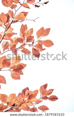 brown tree leaves in autumn season, autumn colors