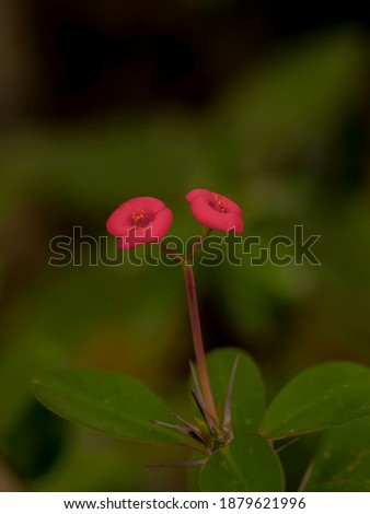 "
Tropical plants pic tewenty one, flower modeling backgrounds, blurry bokeh art"
