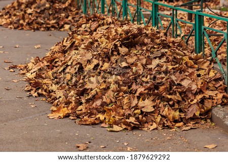 Autumn leaves in beautiful fall, heap of dry leaves in autumn