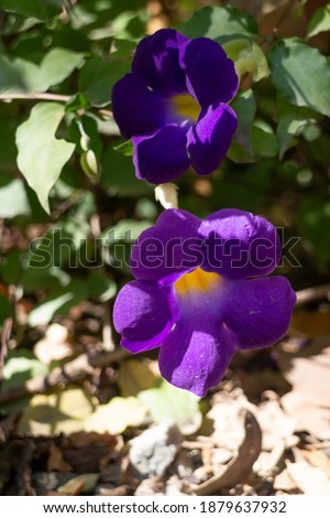 Wild flower blossom in nature, stock photo